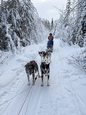 dog-mushing Dog Mushing