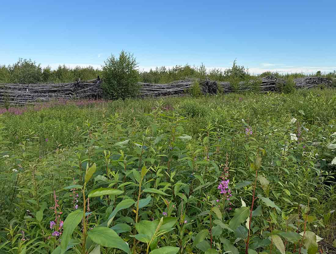 dead hedge with fire weed