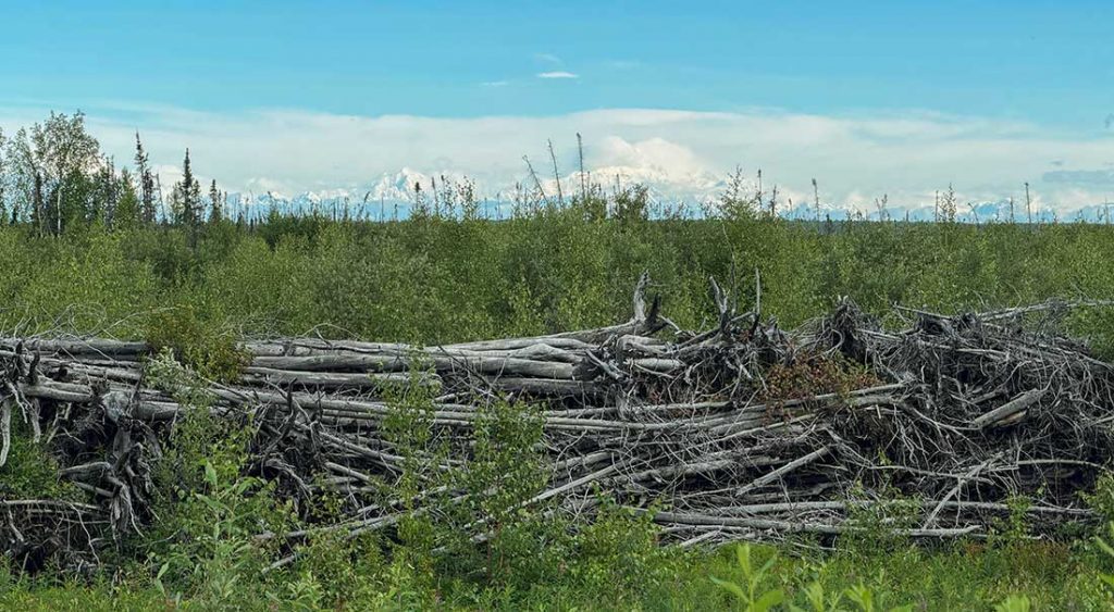 dead hedge in Alaska