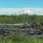 dead hedge in Alaska