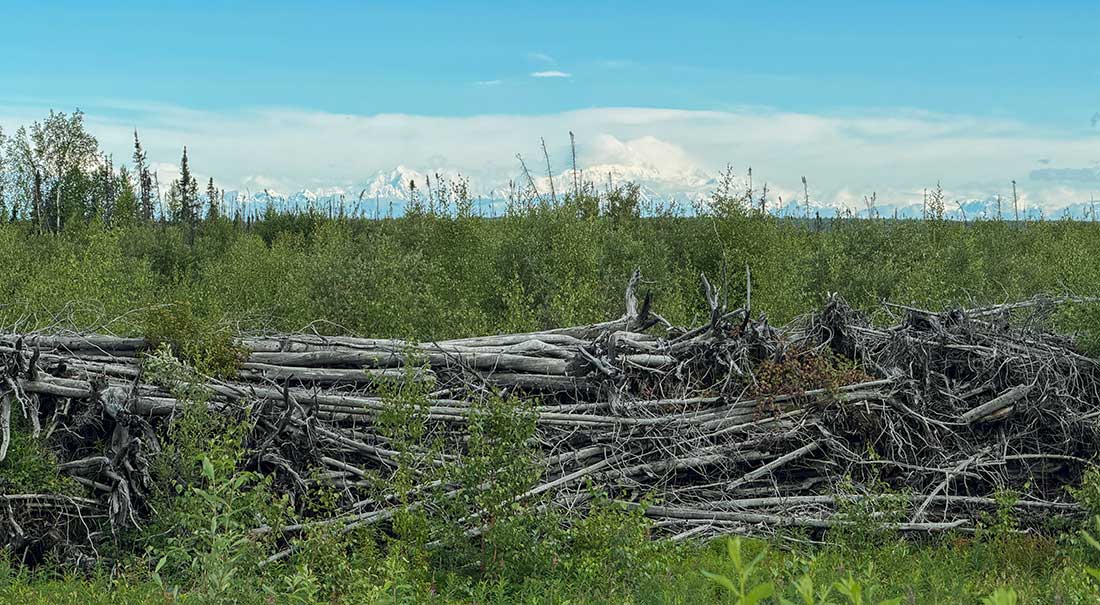 dead hedge in Alaska